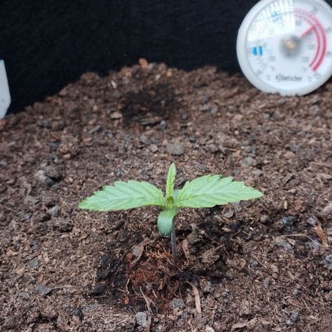 Quick One #1 growlog timeline photo
