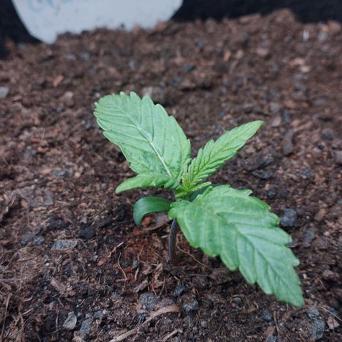 Quick One #1 growlog timeline photo