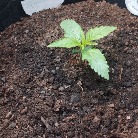 Quick One #1 growlog timeline photo
