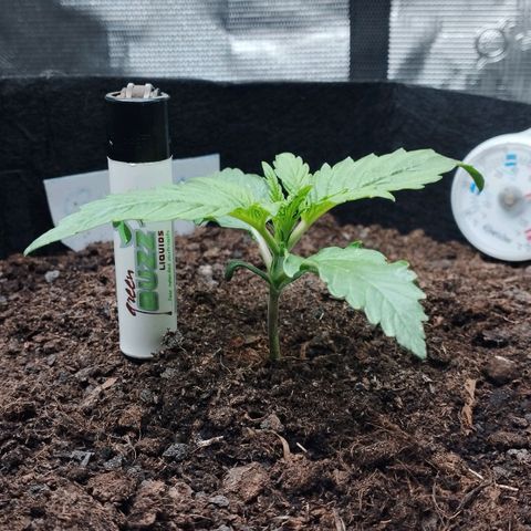 Quick One #1 growlog timeline photo