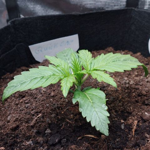 Quick One #1 growlog timeline photo