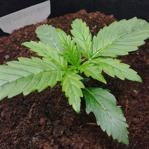 Quick One #1 growlog timeline photo