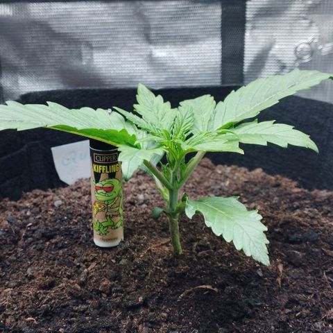Quick One #1 growlog timeline photo