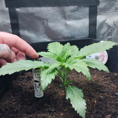 Quick One #1 growlog timeline photo