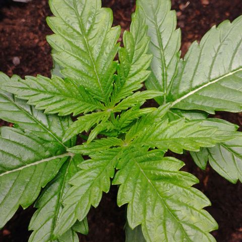 Quick One #1 growlog timeline photo