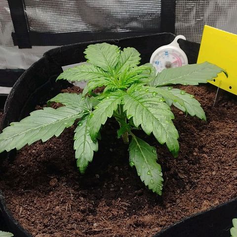 Quick One #1 growlog timeline photo