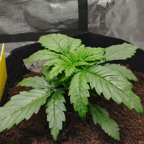 Quick One #1 growlog timeline photo