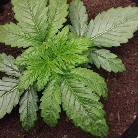 Quick One #1 growlog timeline photo