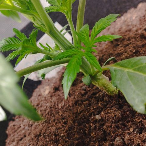 Quick One #1 growlog timeline photo