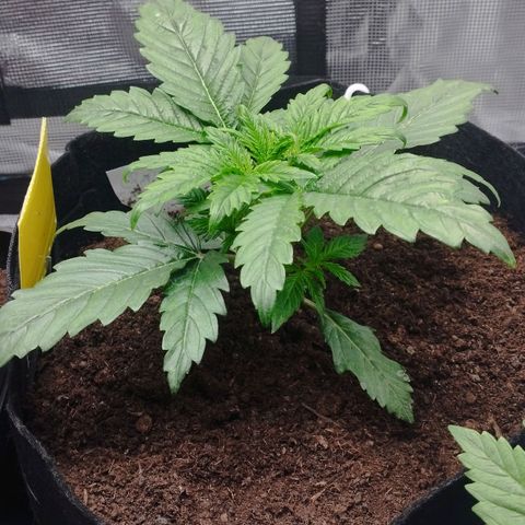 Quick One #1 growlog timeline photo