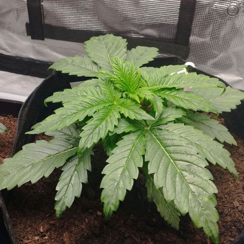Quick One #1 growlog timeline photo