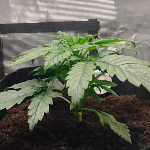 Quick One #1 growlog timeline photo