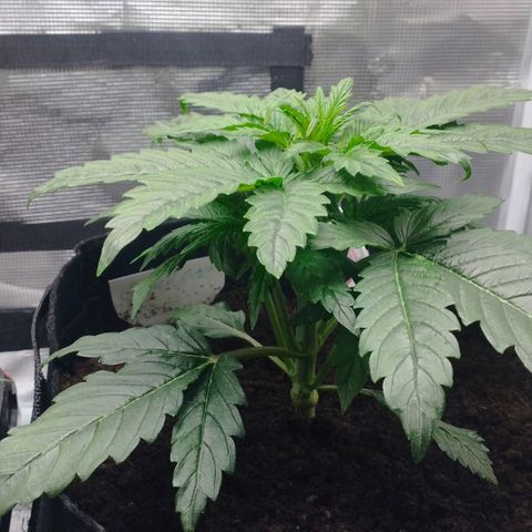 Quick One #1 growlog timeline photo