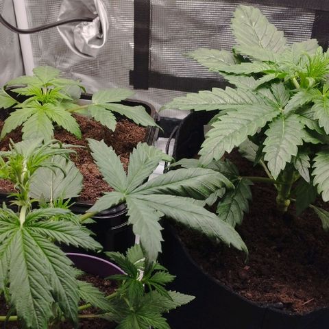 Quick One #1 growlog timeline photo