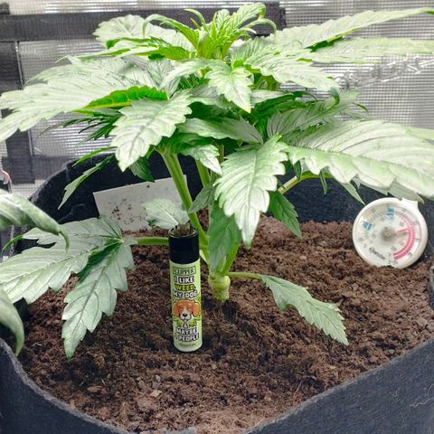 Quick One #1 growlog timeline photo