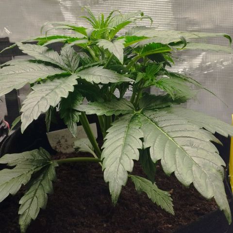 Quick One #1 growlog timeline photo