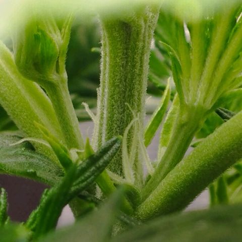 Quick One #1 growlog timeline photo
