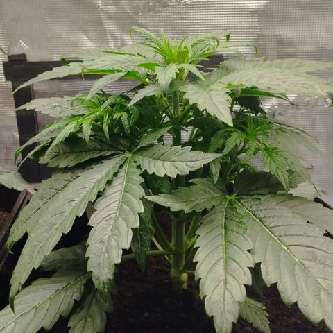 Quick One #1 growlog timeline photo