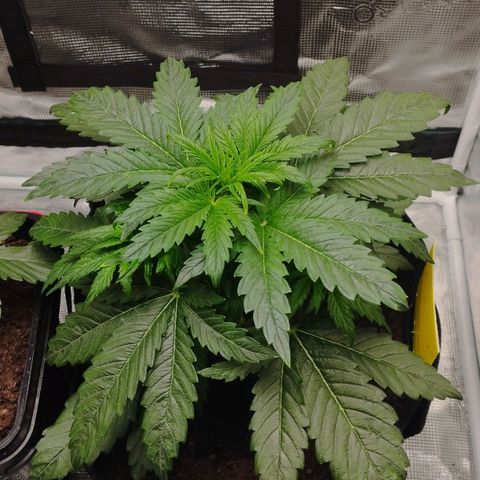 Quick One #1 growlog timeline photo