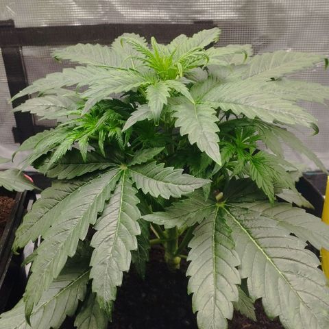 Quick One #1 growlog timeline photo