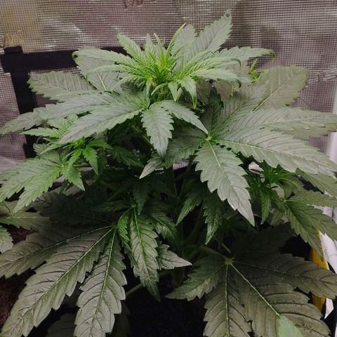 Quick One #1 growlog timeline photo