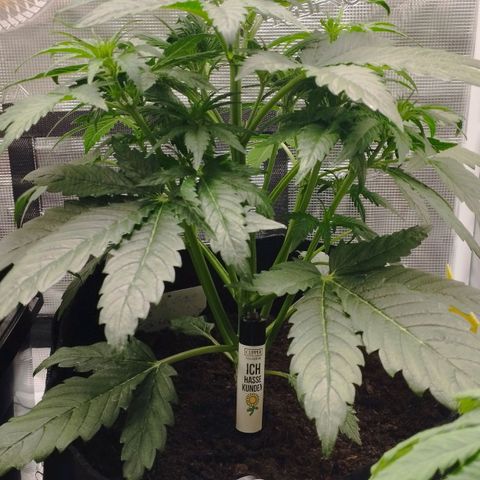 Quick One #1 growlog timeline photo