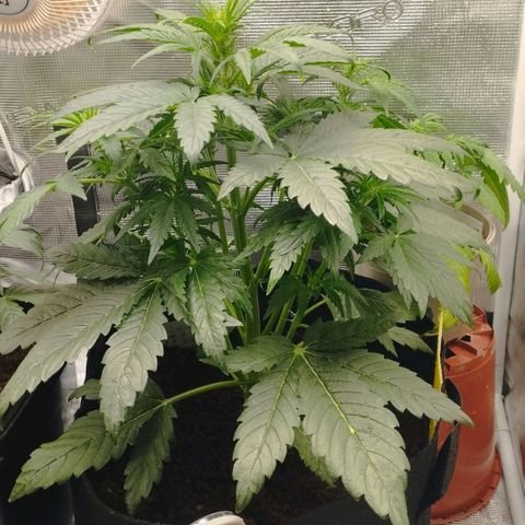 Quick One #1 growlog timeline photo