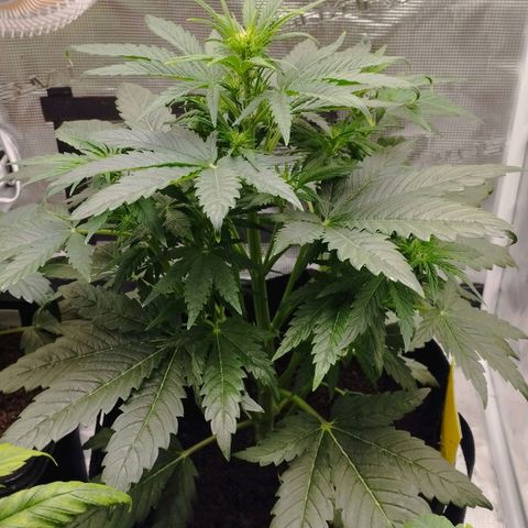 Quick One #1 growlog timeline photo