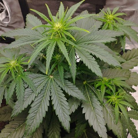 Quick One #1 growlog timeline photo
