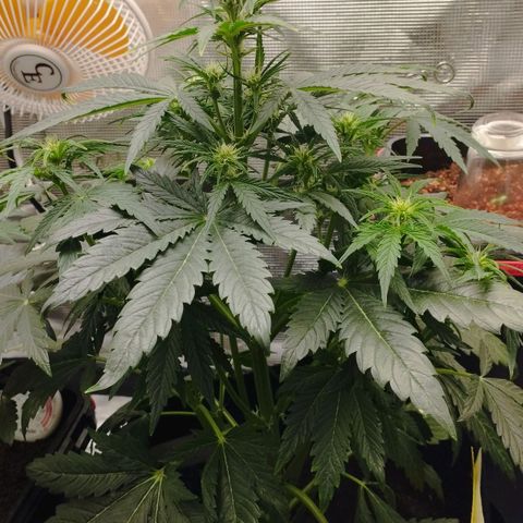 Quick One #1 growlog timeline photo
