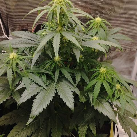 Quick One #1 growlog timeline photo