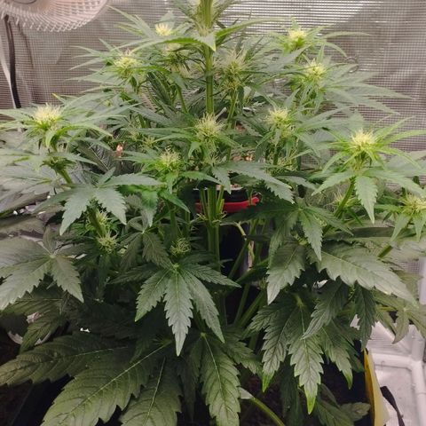 Quick One #1 growlog timeline photo
