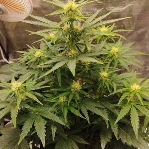 Quick One #1 growlog timeline photo