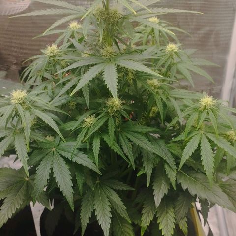 Quick One #1 growlog timeline photo