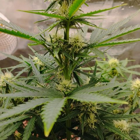 Quick One #1 growlog timeline photo