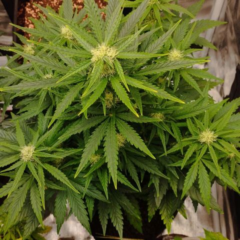 Quick One #1 growlog timeline photo