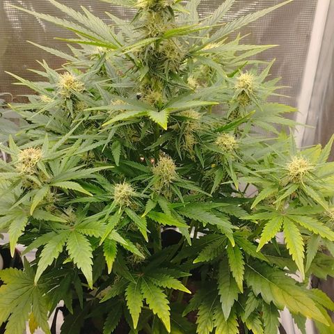 Quick One #1 growlog timeline photo