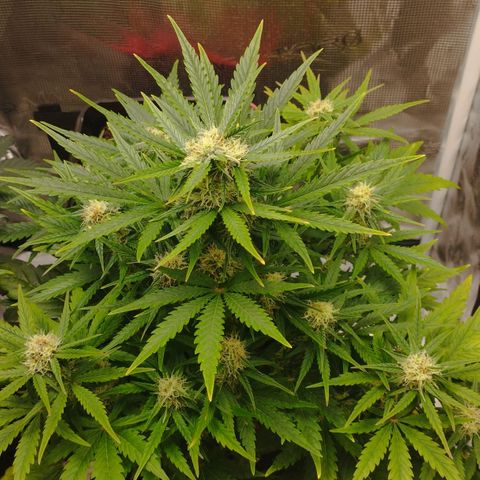 Quick One #1 growlog timeline photo