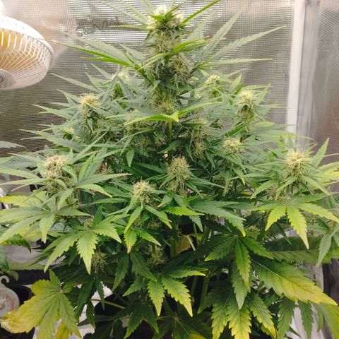Quick One #1 growlog timeline photo