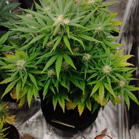 Quick One #1 growlog timeline photo