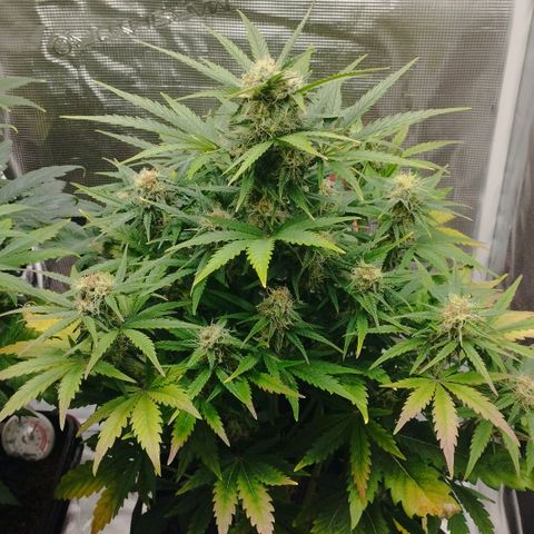 Quick One #1 growlog timeline photo