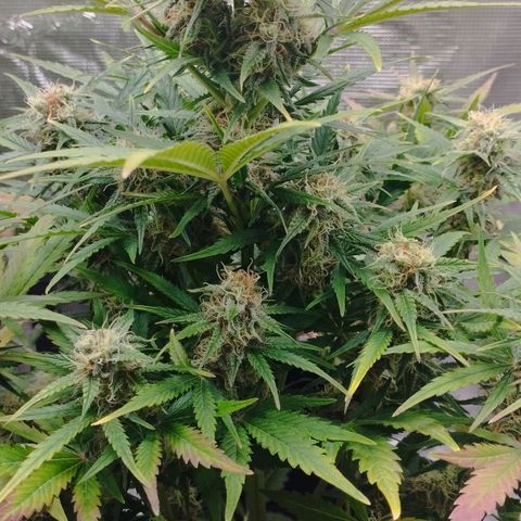 Quick One #1 growlog timeline photo