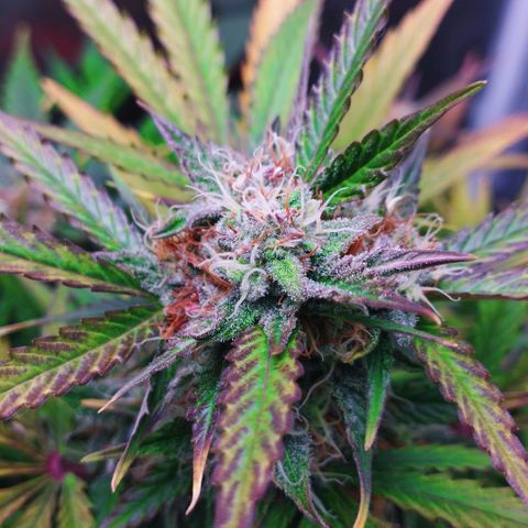 Quick One #1 growlog timeline photo