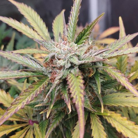 Quick One #1 growlog timeline photo