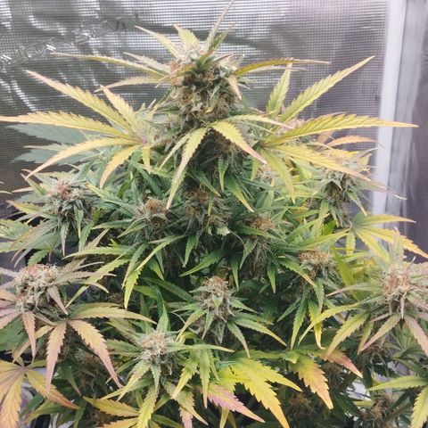 Quick One #1 growlog timeline photo