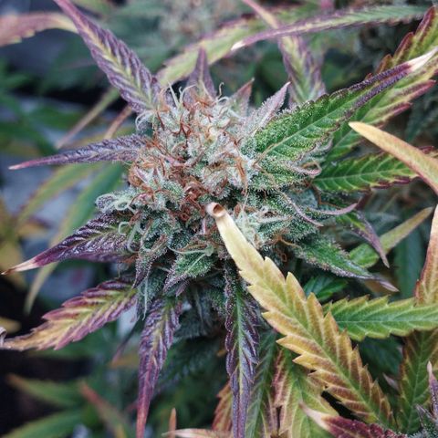 Quick One #1 growlog timeline photo
