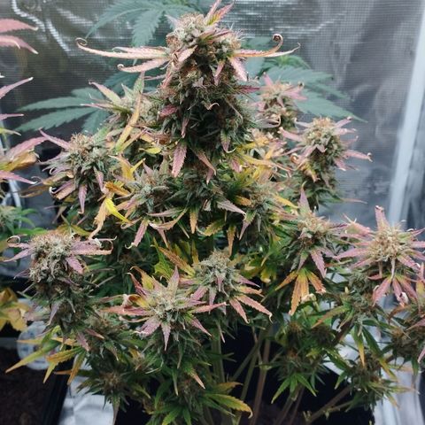Quick One #1 growlog timeline photo