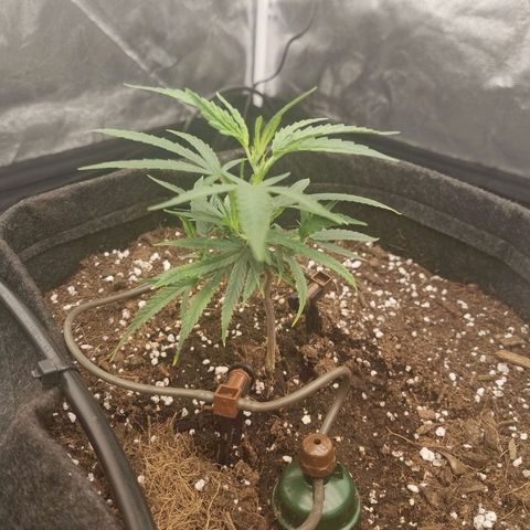 Candy growlog timeline photo