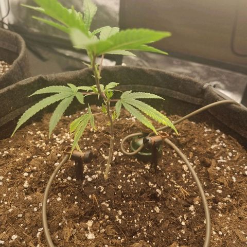 Slurricane growlog timeline photo