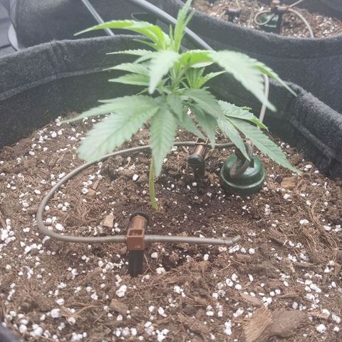 Alien OG growlog timeline photo